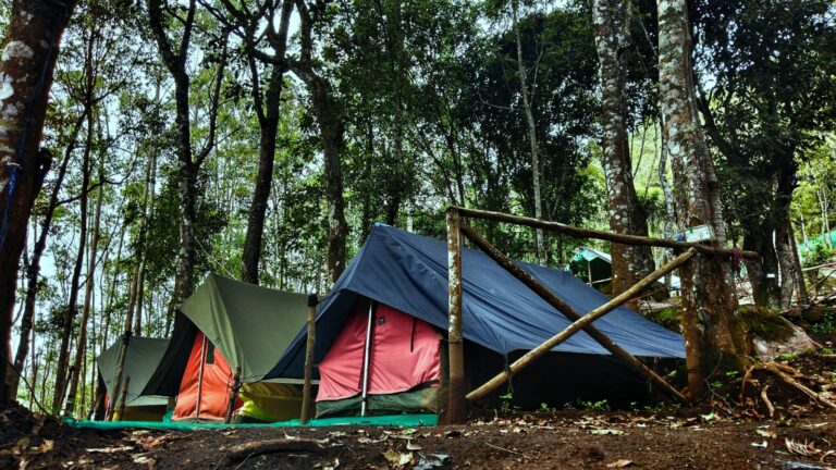 Suryanelli Forest Tent Stay Kolukkumalai Trekking Munnar