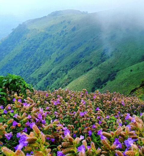 Explore Wayanad in One Day With Three Different Travel Routes