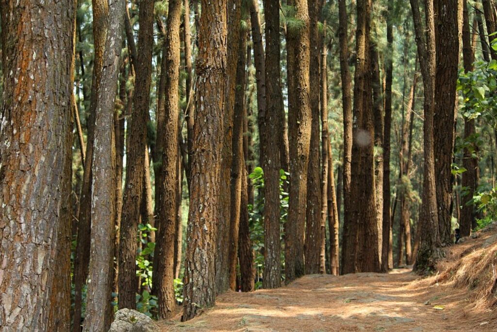 Calicut to Gavi & Wagamon Tour Package 3 Nights 2 Days