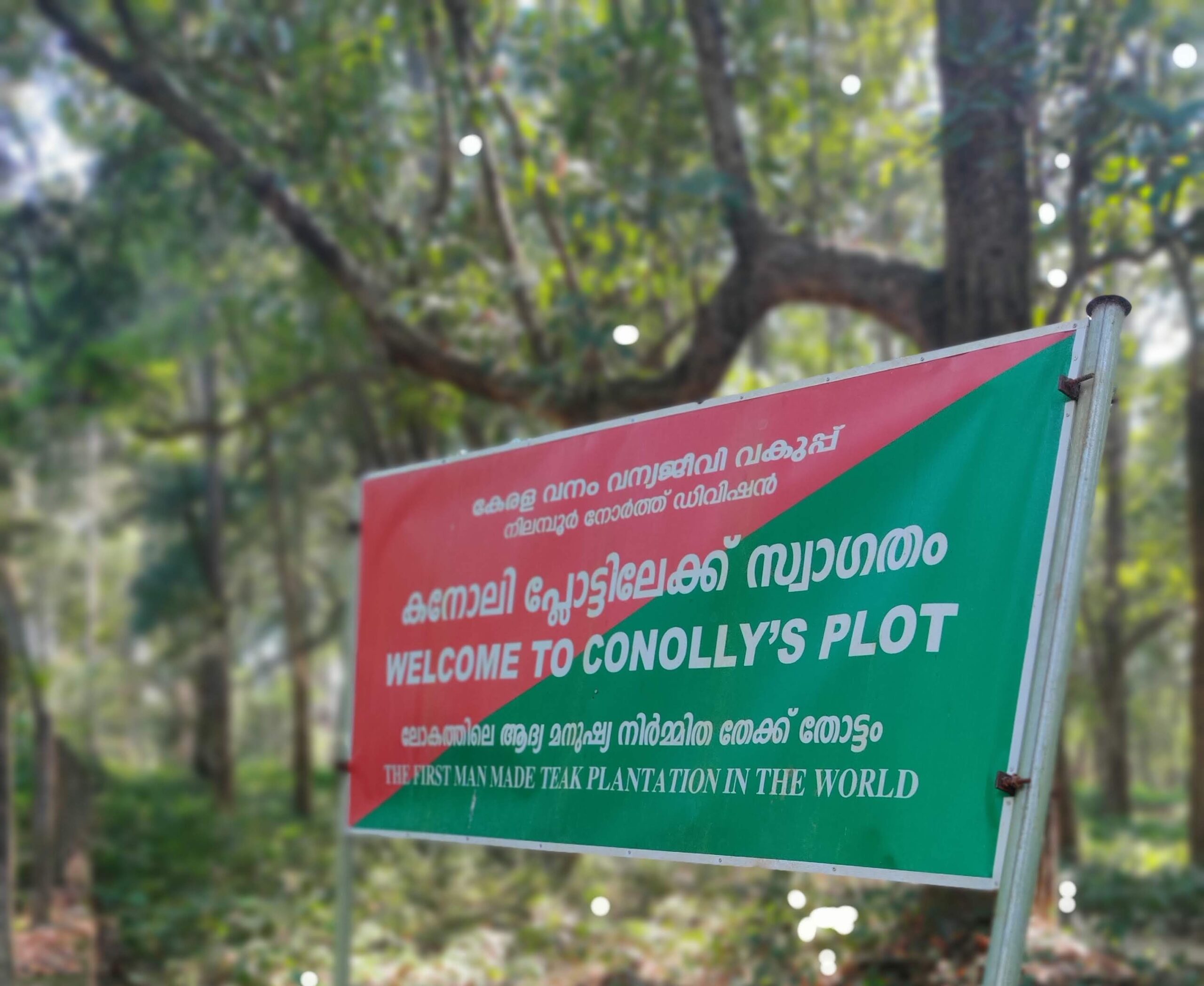 World’s First Man-Made Teak Forest – Conolly’s Plot, Nilambur