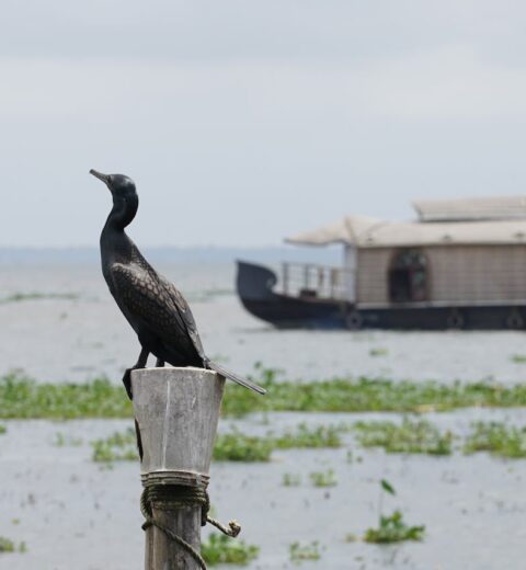 Things Must Know Before Planning The Munnar Trip