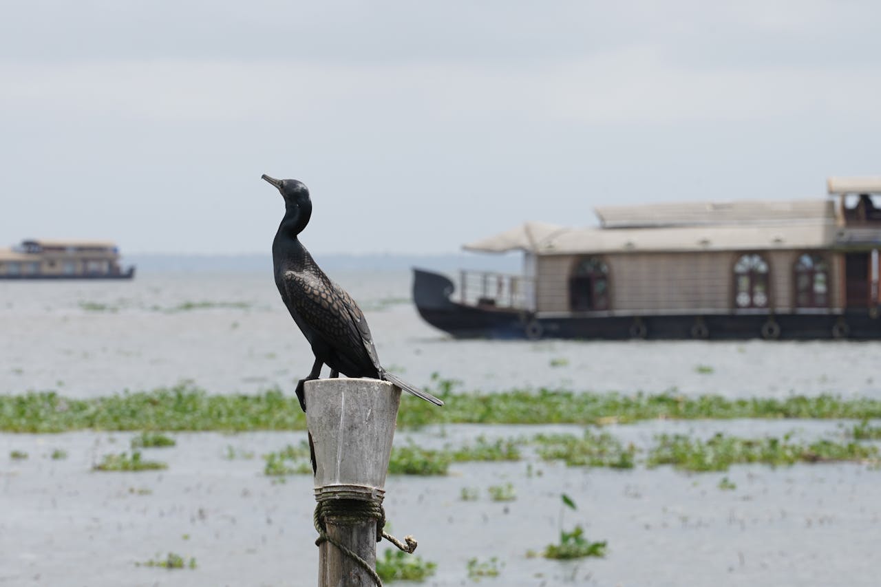 Kerala Wild Life Sanctuary