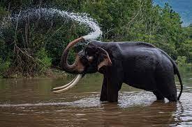 kottur elephant sanctuary