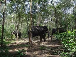 kottur elephant sanctuary