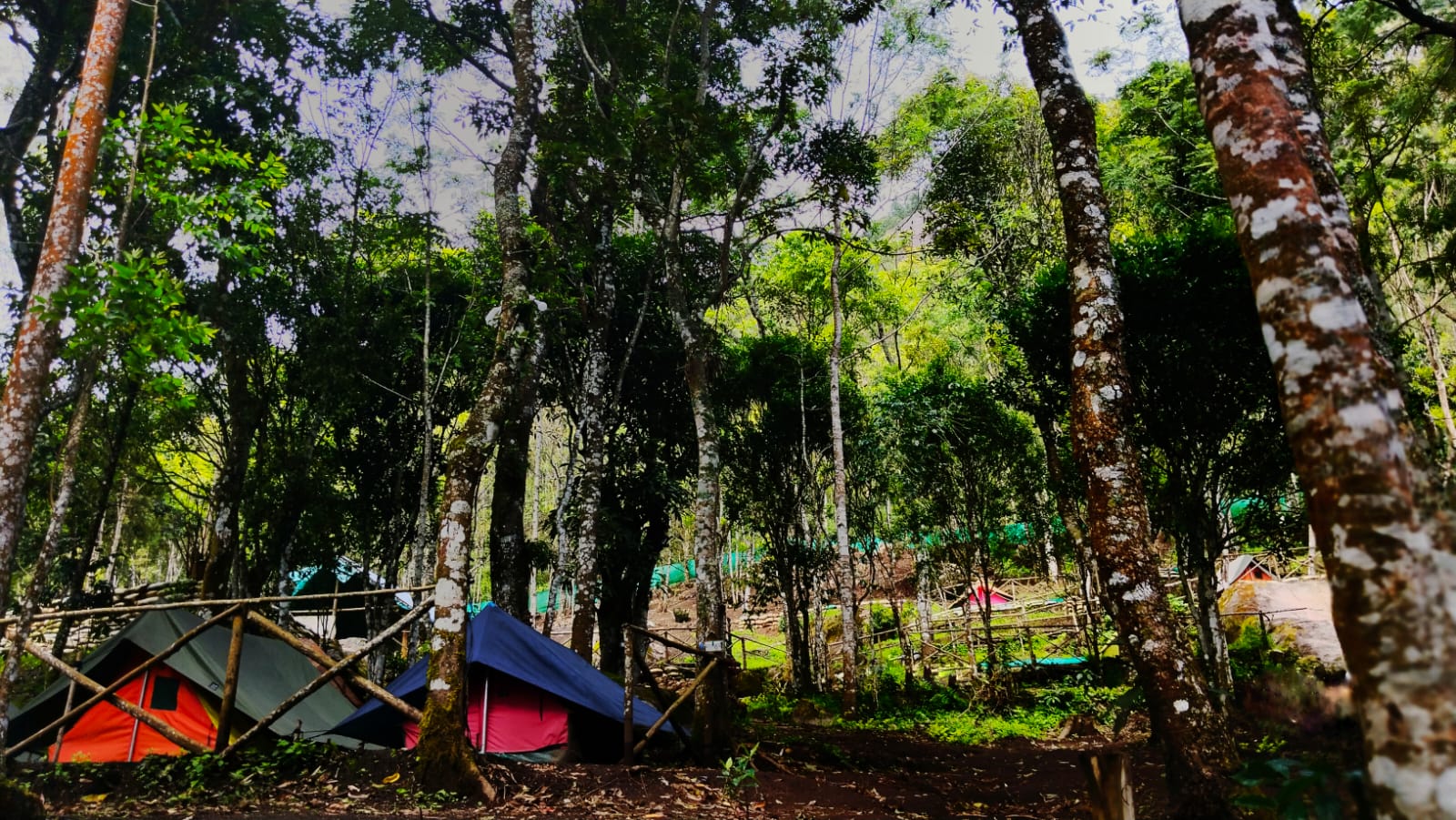 Suryanelli Forest Tent Stay Suryanelli Forest Tent Stay & Kolukkumalai Trekking Munnar - Image 1