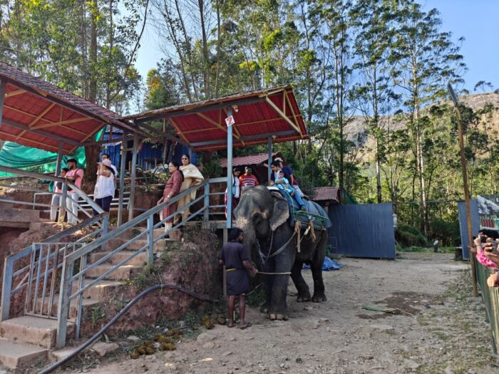 Elephant Safari in Munnar - Image 3