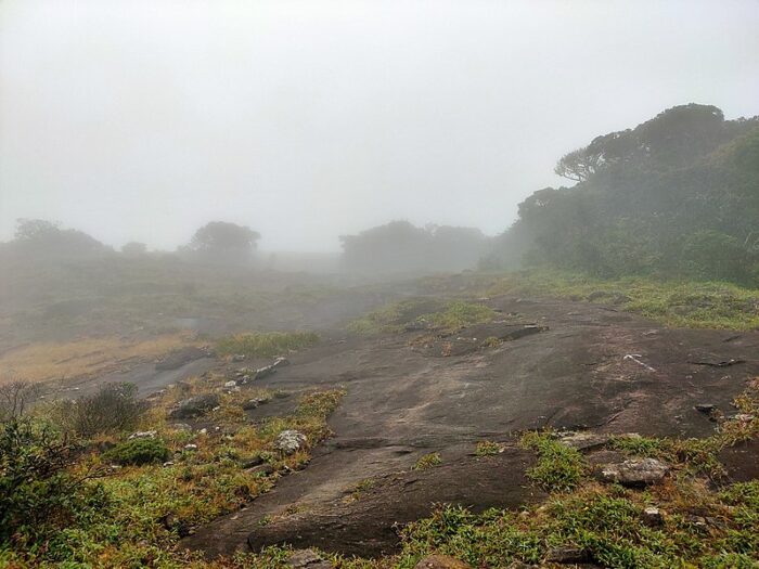 Agasthyarkoodam the bird watcher’s paradise - Image 6