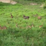 Muthanga Wildlife Sanctuary