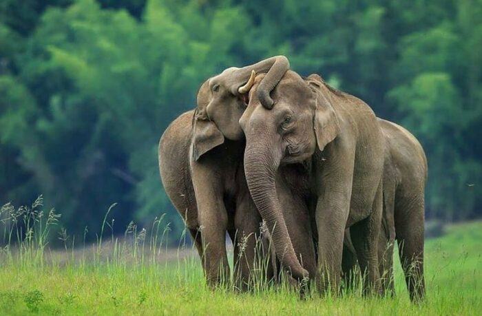 Parambikulam Tiger Reserve - Image 2