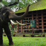 Konni Elephant Training Center