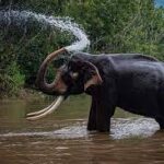 kottur elephant sanctuary