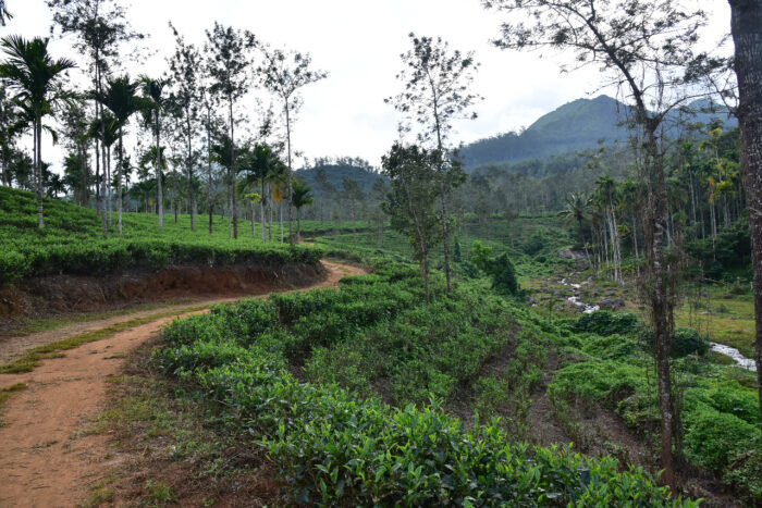 15 People accommodating Angadenz Homestay in Wayanad - Image 10