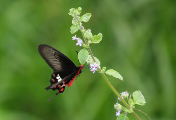 Kadalundi Island Tourism houseboat Packages - Image 14