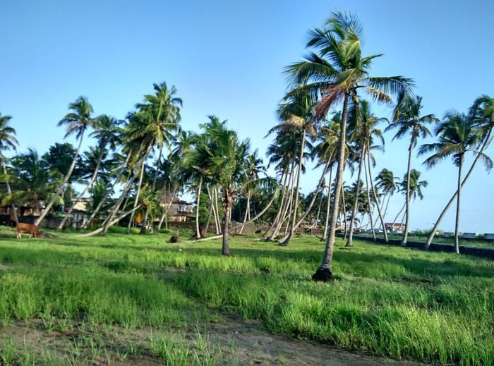 Chavakkad Beach - Image 5