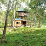 Stay in the Middle of the Forest Periyar Tiger Reserve Watch Tower