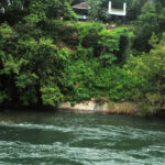 Nedumkayam Rainforest