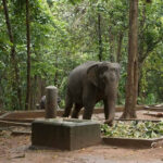 Kodanad Elephant Training Centre