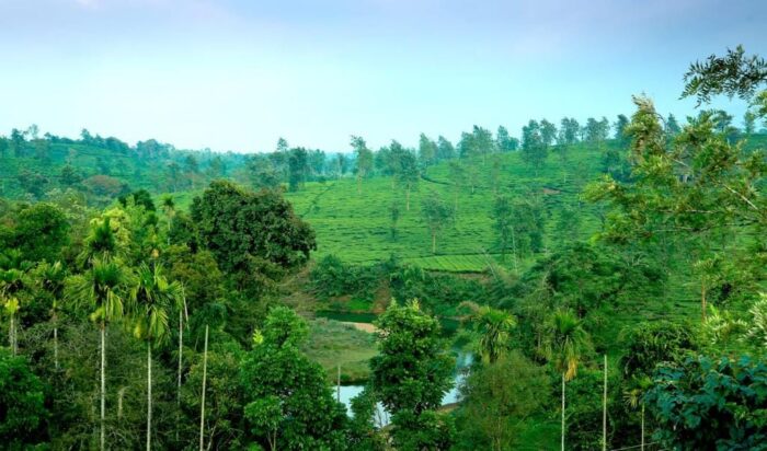 Budget friendly resort with swimming pool in wayanad - Image 9