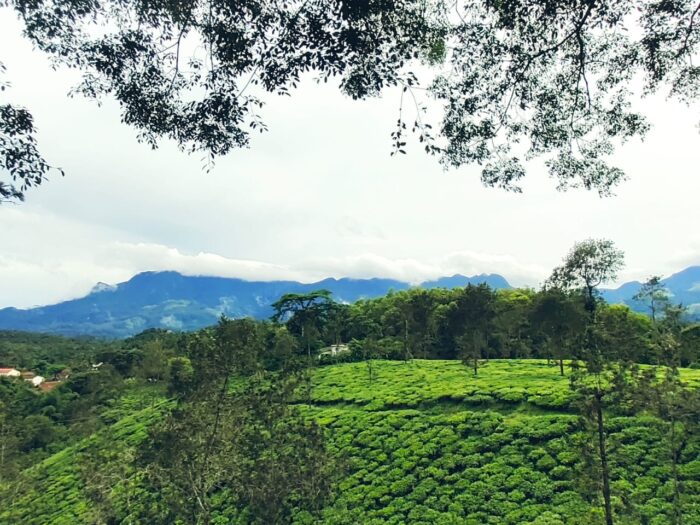 Ripon Heritage Bungalow 100 Years Old British Bungalow - Image 38
