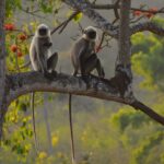 Tholpetty Wildlife Sanctuary