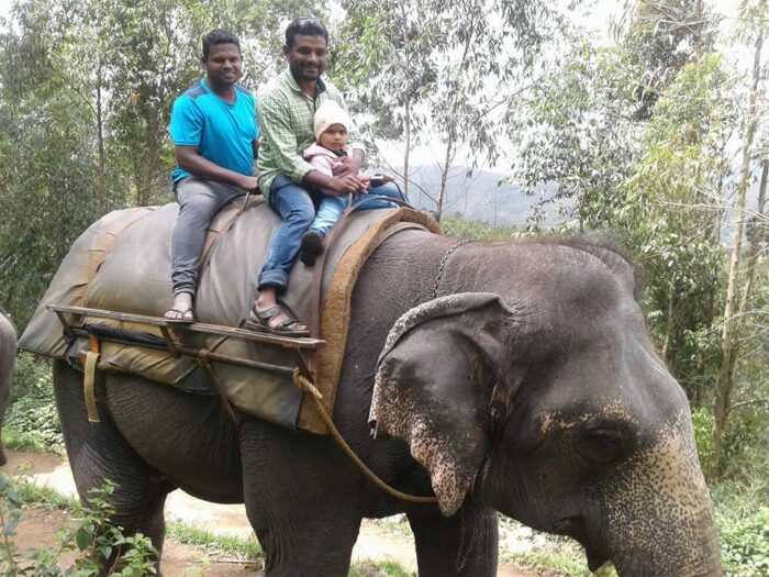 Carmelagiri Elephant Park Munnar - Image 5
