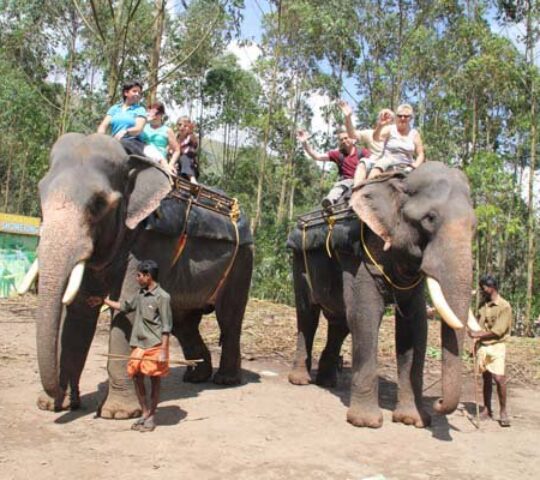 Carmelagiri Elephant Park Munnar