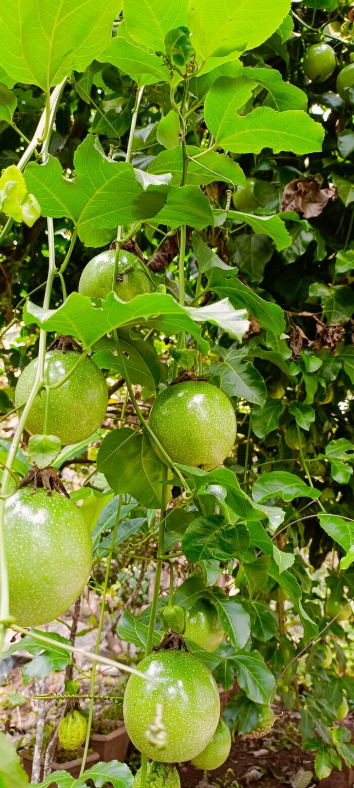 Golden Hill View Resort Wayanad - Image 7