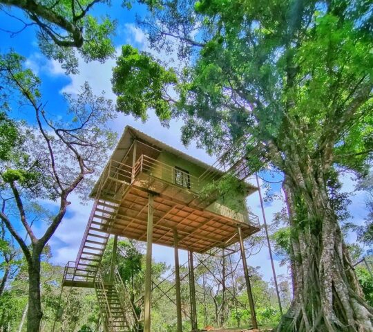 The Munnar Treehouse
