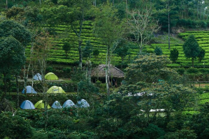 Tea Plantation Camping in Munnar Kerala - Image 8