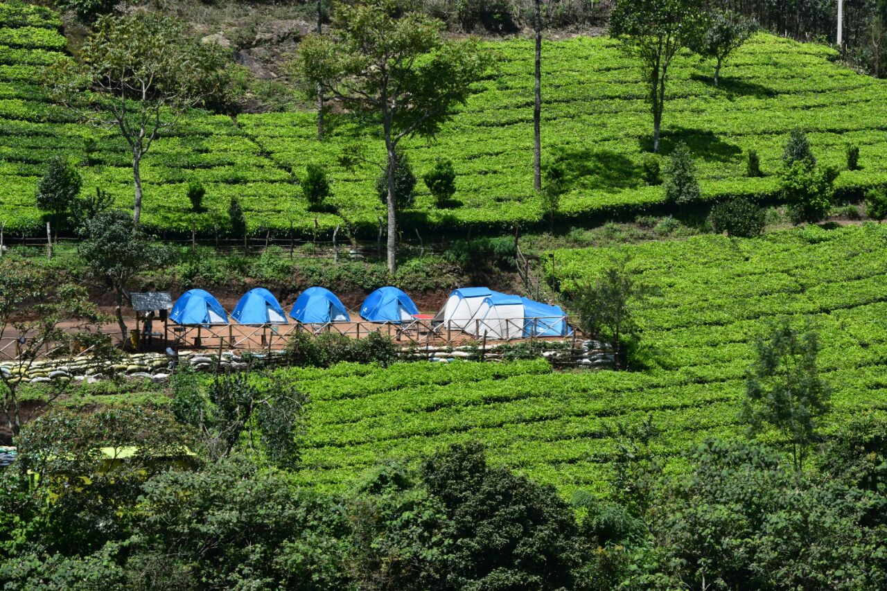 Tea Plantation Camping in Munnar Kerala