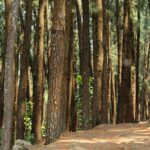 Calicut to Gavi & Wagamon Tour Package 3 Nights 2 Days