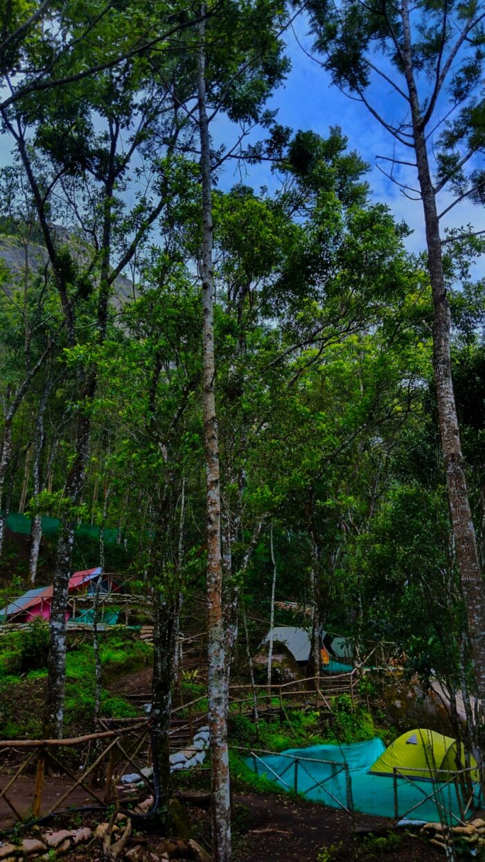 Suryanelli Forest Tent Stay & Kolukkumalai Trekking Munnar - Image 2