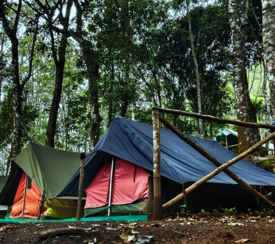 Suryanelli Forest Tent Stay & Kolukkumalai Trekking Munnar