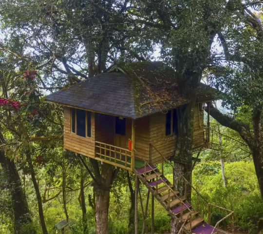 Nature Zone Resort Tree House in munnar