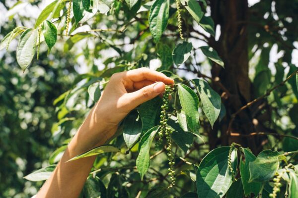 Export Quality Kerala Black Pepper