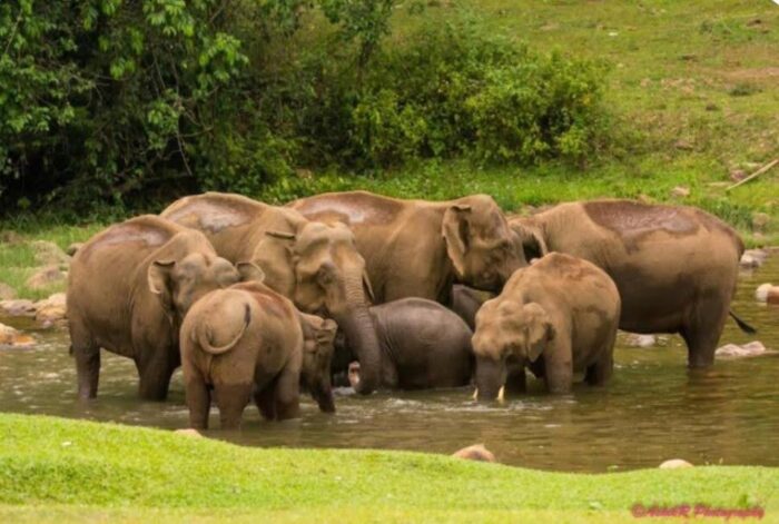 Homestay with water activities in Anakulam, Munnar - Image 10