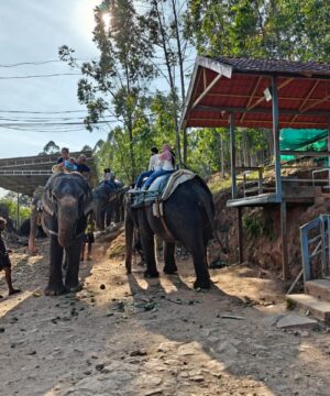 Elephant Safari in Munnar