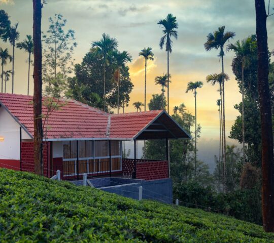 Tea Plantation Cottage Stay in Meppadi Tea Plantation Cottage Stay in Meppadi