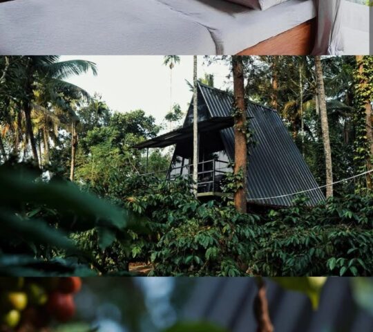 Coffee Plantation Stay in Wayanad Coffee Plantation Stay in Wayanad