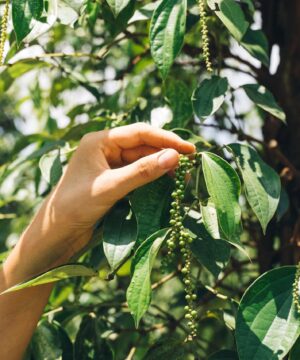 Export Quality Kerala Black Pepper