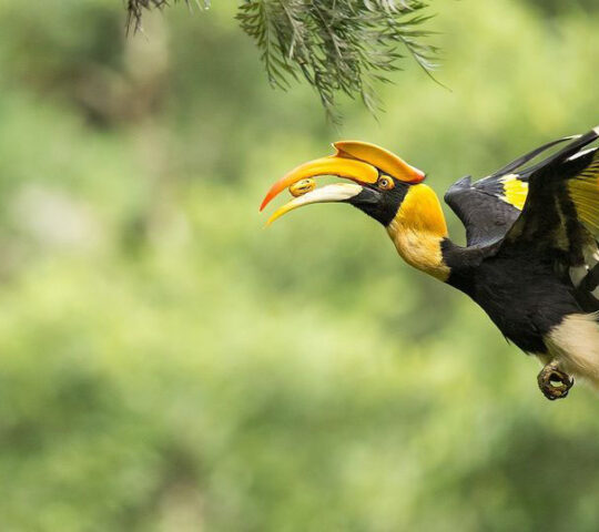 Pappy’s Nest – Best Budget Family Resort in Wayanad with a Farm & Pond