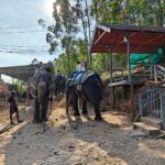 Elephant Safari in Munnar
