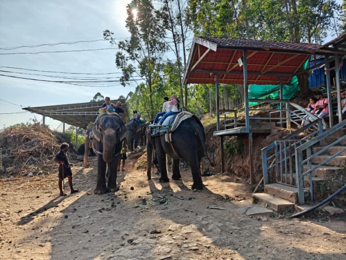 Elephant Safari in Munnar - Image 2