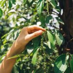 Export Quality Kerala Black Pepper