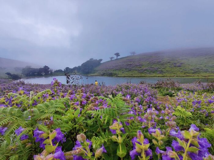 3D 2N Munnar Tour Package - Image 2