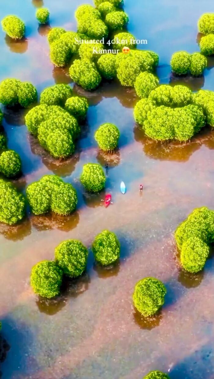 Mangrove Vibe Kayaking - Image 3