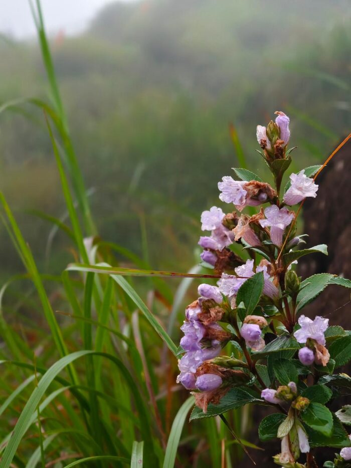 Neelakurinji Package With Chokramudi Kolukkumalai Trekking - Image 3