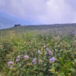 Neelakurinji Package With Chokramudi Kolukkumalai Trekking