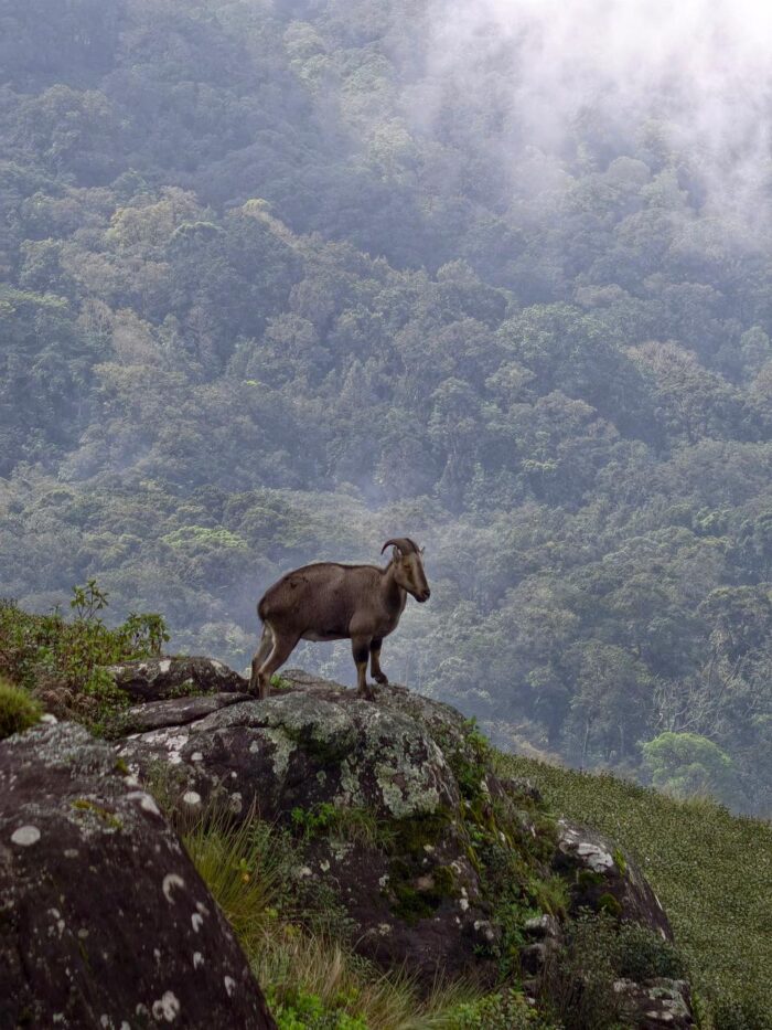 Neelakurinji Package With Chokramudi Kolukkumalai Trekking - Image 5