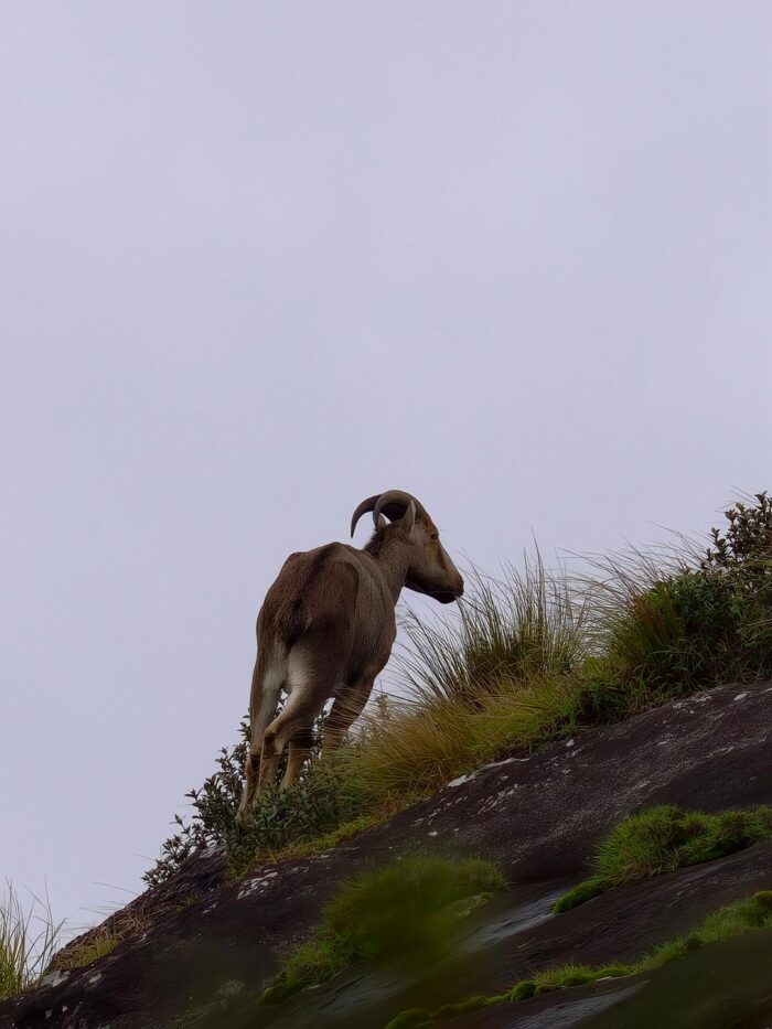 Neelakurinji Package With Chokramudi Kolukkumalai Trekking - Image 7